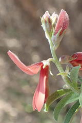 Indigofera candicans