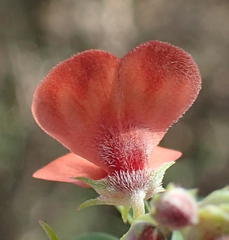 Indigofera candicans