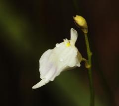 Utricularia livida