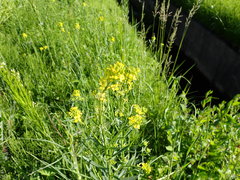 Erysimum cheiranthoides