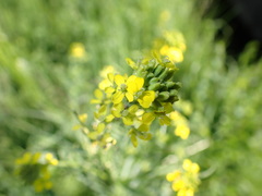 Erysimum cheiranthoides