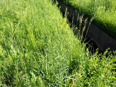 Erysimum cheiranthoides