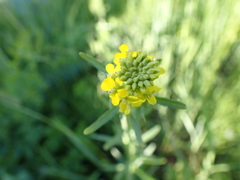 Erysimum cheiranthoides