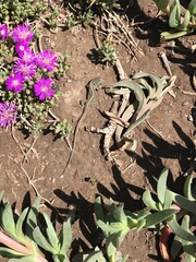 Liolaemus lemniscatus