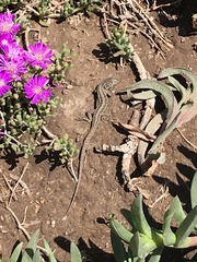 Liolaemus lemniscatus