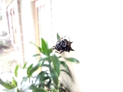 Gasteracantha cancriformis