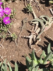 Liolaemus lemniscatus