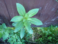 Impatiens glandulifera