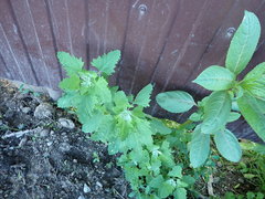 Chenopodium album