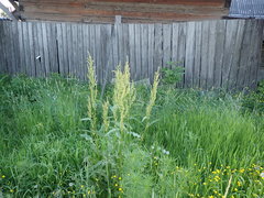 Rumex