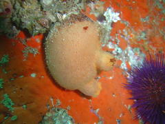 Ascidia incrassata