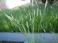 Alopecurus pratensis