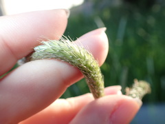 Alopecurus pratensis