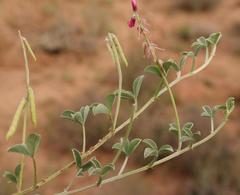 Indigofera meyeriana