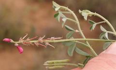 Indigofera meyeriana