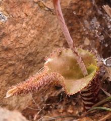 Lachenalia hirta hirta