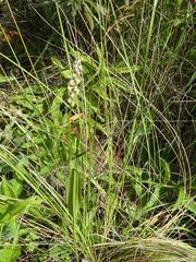 Brownleea parviflora