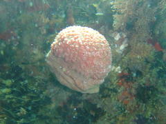 Gynandrocarpa placenta
