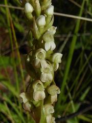 Brownleea parviflora