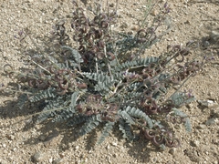 Astragalus layneae