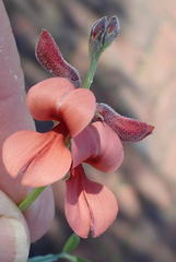 Indigofera candicans