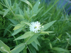 Stellaria radians