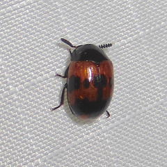 Diaperis nigronotata