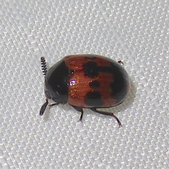 Diaperis nigronotata