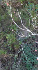 Indigofera candicans