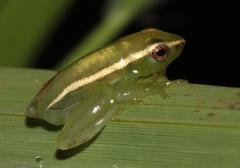 Hyperolius poweri