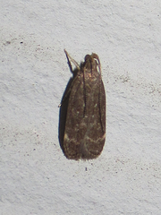 Helcystogramma melantherella