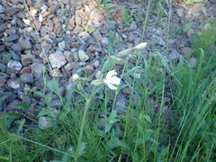 Silene latifolia