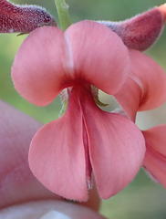 Indigofera candicans