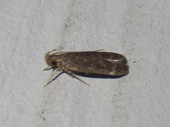 Helcystogramma melantherella