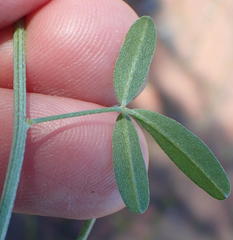 Indigofera candicans