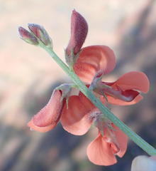 Indigofera candicans