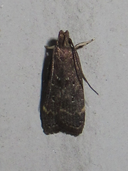 Helcystogramma melantherella