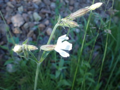 Silene latifolia