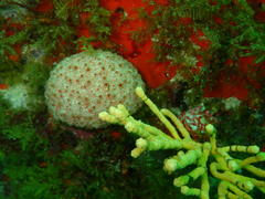 Gynandrocarpa placenta