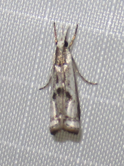 Microcrambus croesus