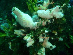 Pyura stolonifera