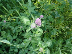 Trifolium pratense