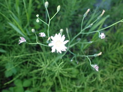 Lactuca indica