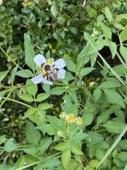 Bombus impatiens image