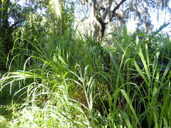 Urochloa mutica
