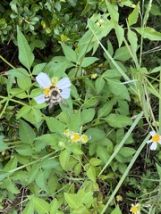 Bombus impatiens image