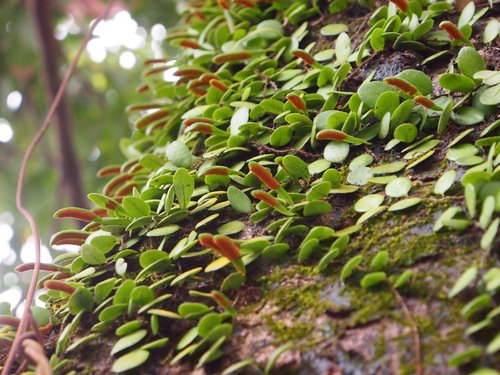 Lemmaphyllum microphyllum
