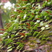 Lemmaphyllum microphyllum - Photo (c) sunnetchan, algunos derechos reservados (CC BY-NC-SA), uploaded by sunnetchan