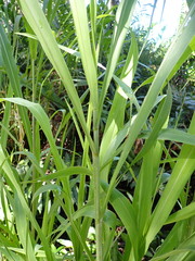 Urochloa mutica