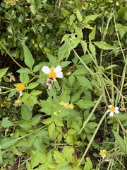 Bombus impatiens image